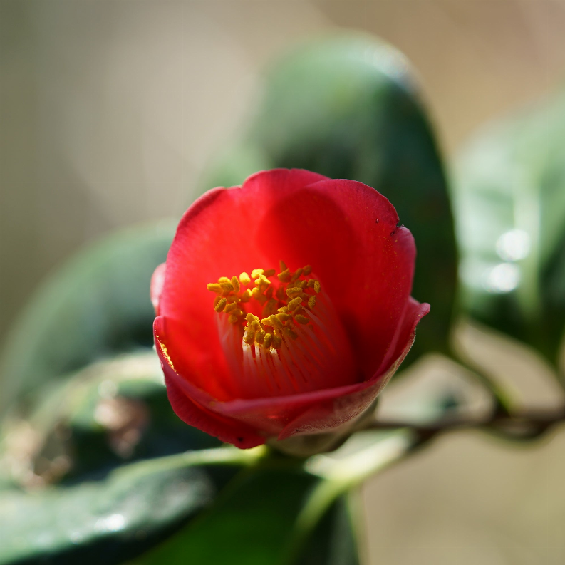 Vegan Camellia Firming & Lifting Sheet Mask - Simply When