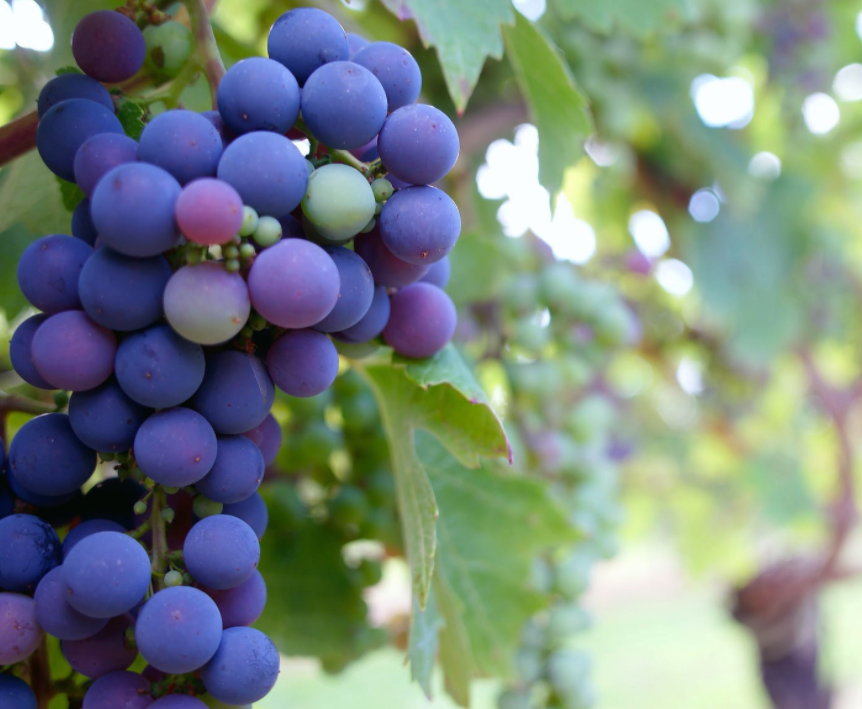 Ocean Botanical Moisturizer SPF 30