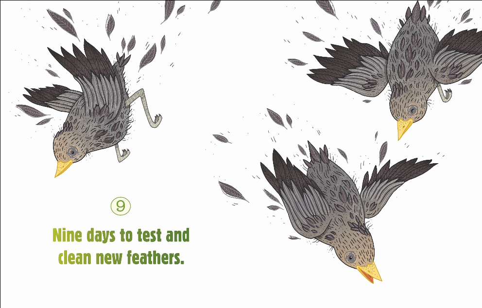Counting on Birds