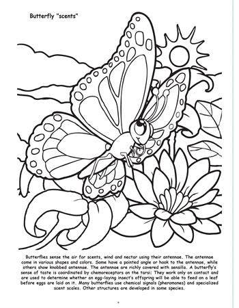 Butterflies and Birds Big Coloring Book