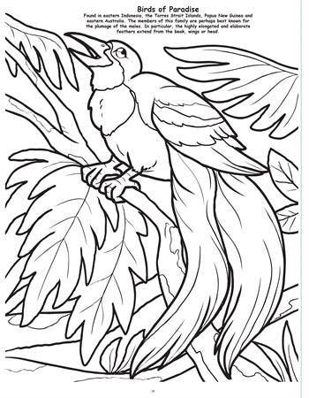 Butterflies and Birds Big Coloring Book