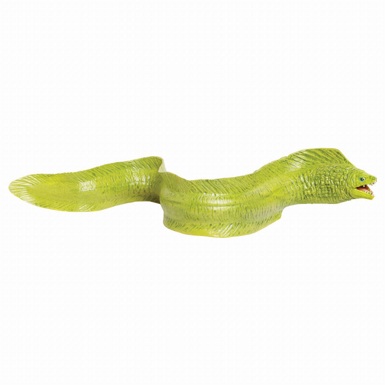 Moray Eel