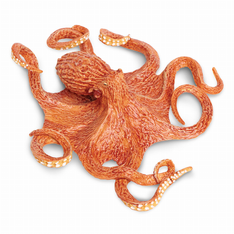 Octopus