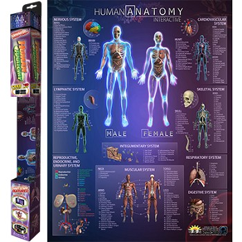 Human Anatomy Smart Chart
