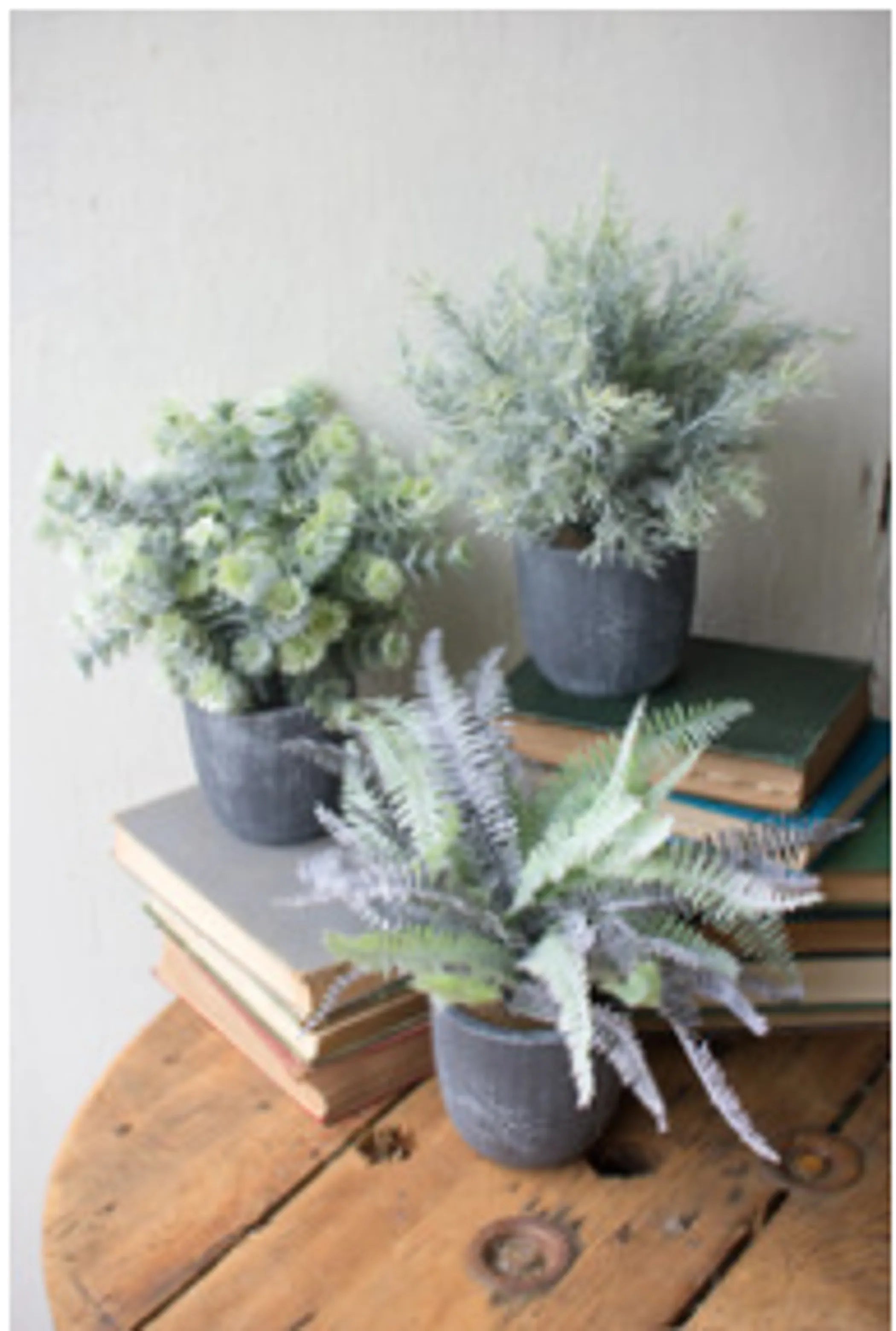 Set Of Three Ferns With Round Grey Pots