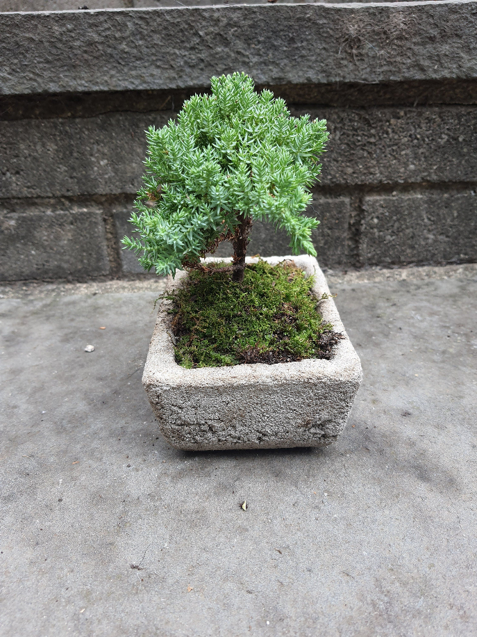 Bonsai Tree House Plant Cement Planter Bonsai Garden
