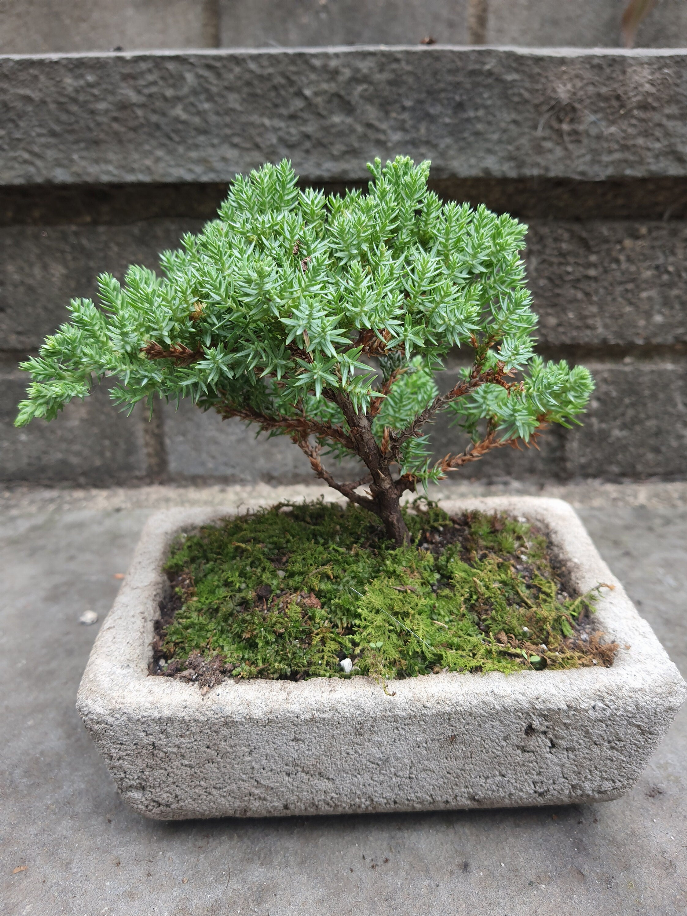 Bonsai Tree House Plant Cement Planter Bonsai Garden