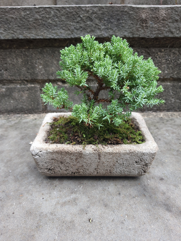 Bonsai Tree House Plant Cement Planter Bonsai Garden