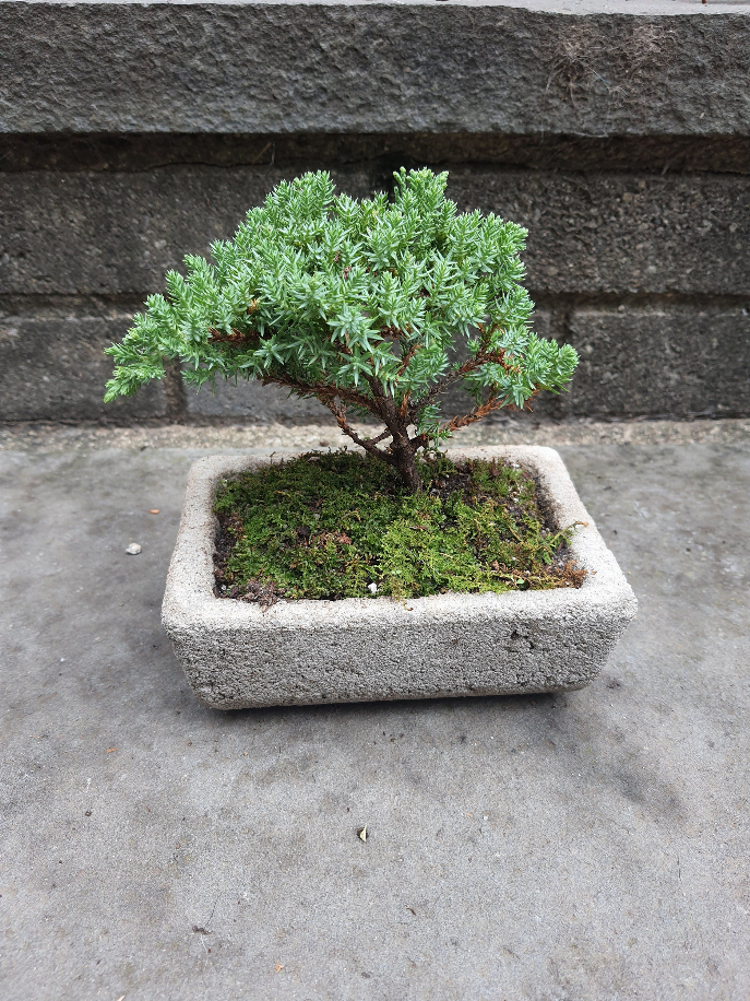 Bonsai Tree House Plant Cement Planter Bonsai Garden