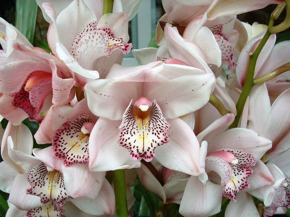 Orchid Bouquet Puzzle