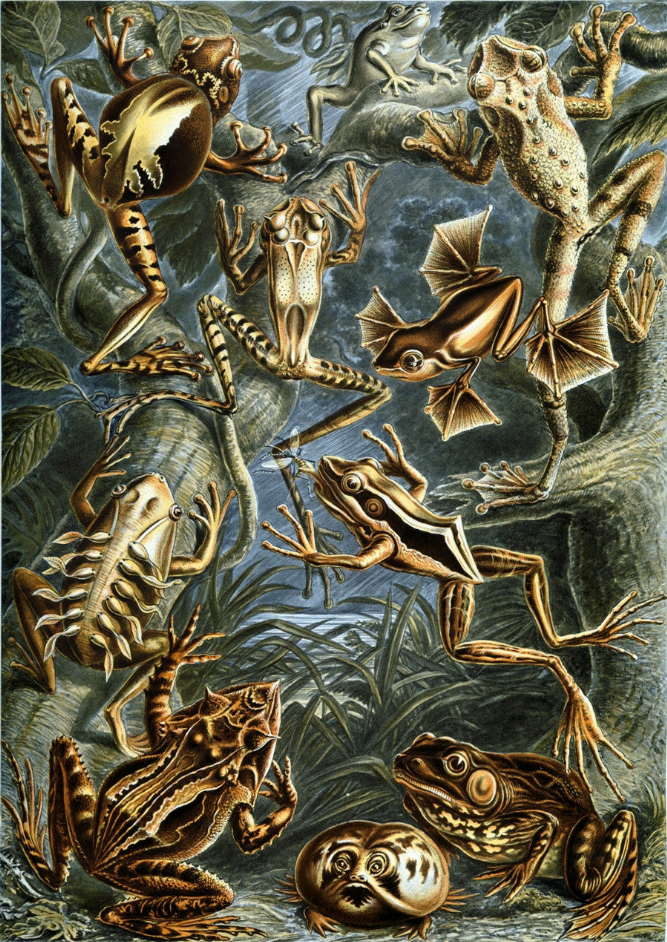 Frogs by Ernst Haeckel Puzzle