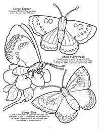 Butterflies and Birds Big Coloring Book