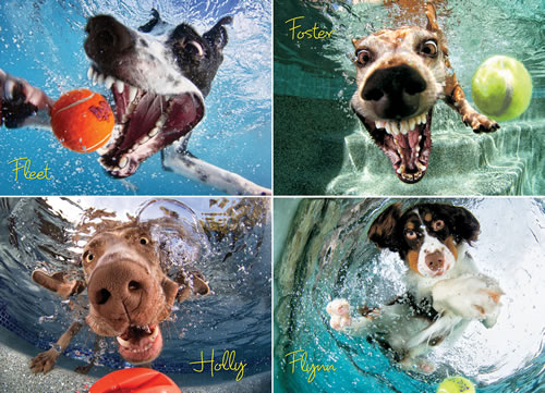 Underwater Dogs: Play Ball 1000-Piece Puzzle