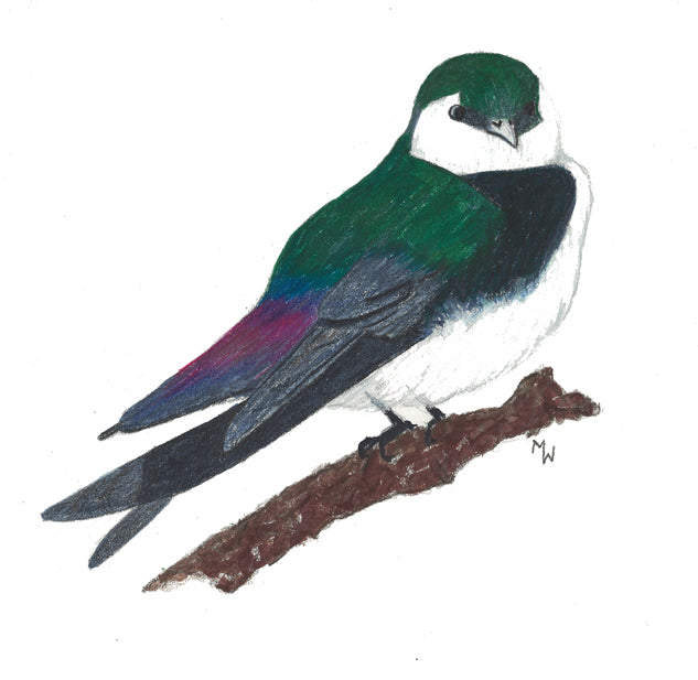Violet Green Swallow - Mini Puzzle
