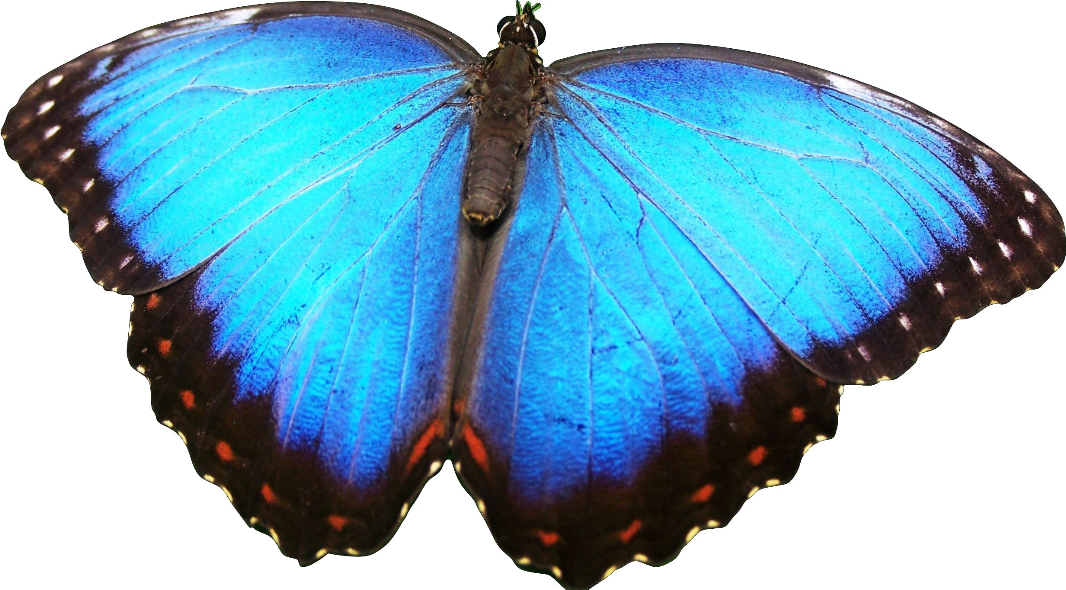 Blue Morpho Butterfly - Mini Puzzle