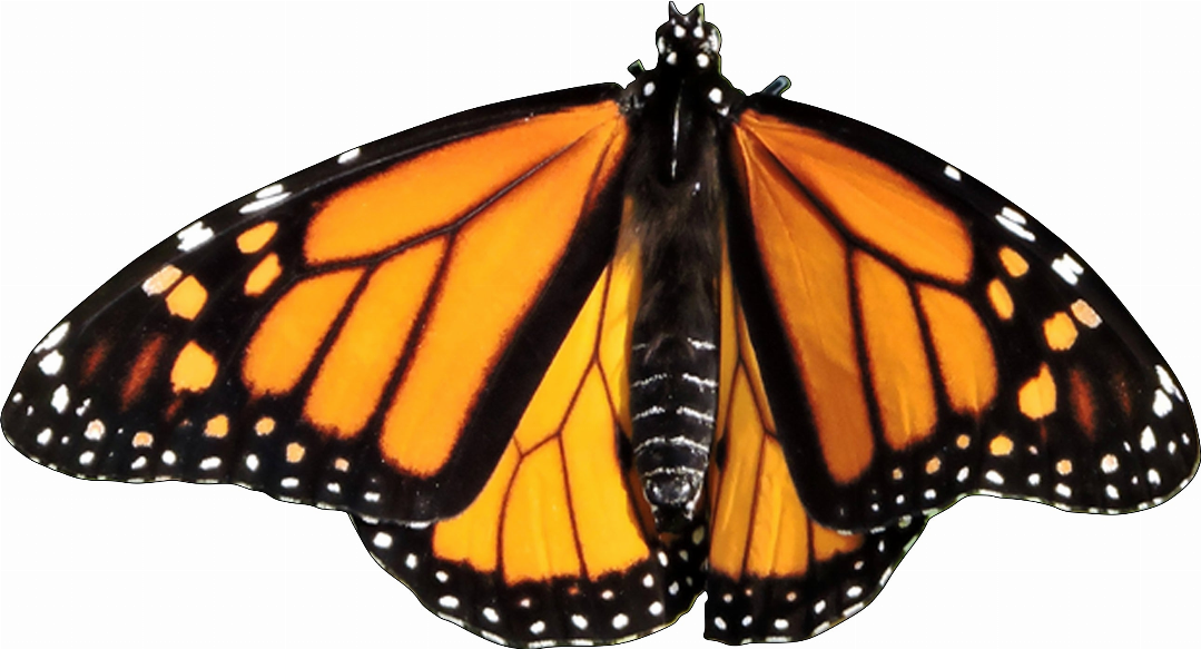 Monarch Butterfly - Mini Puzzle