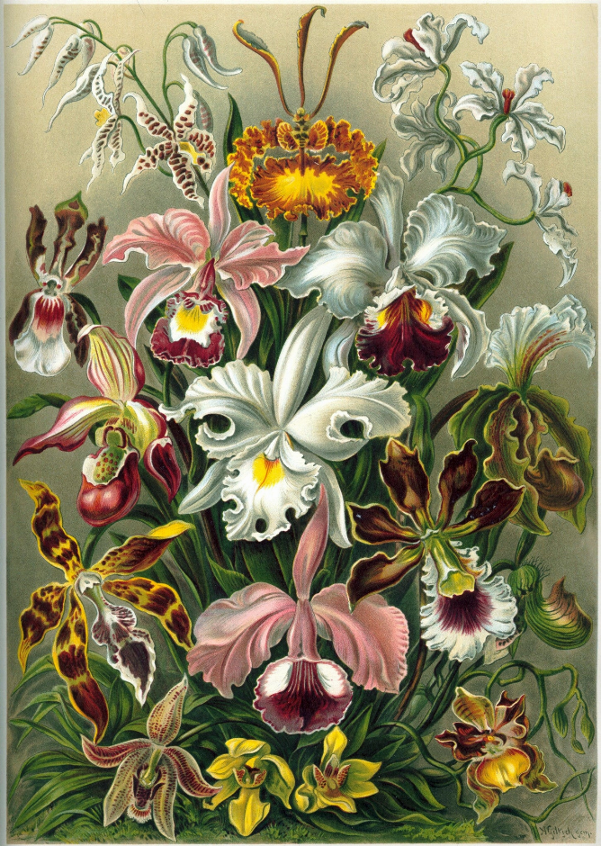 Orchidaceae by Ernst Haeckel Puzzle