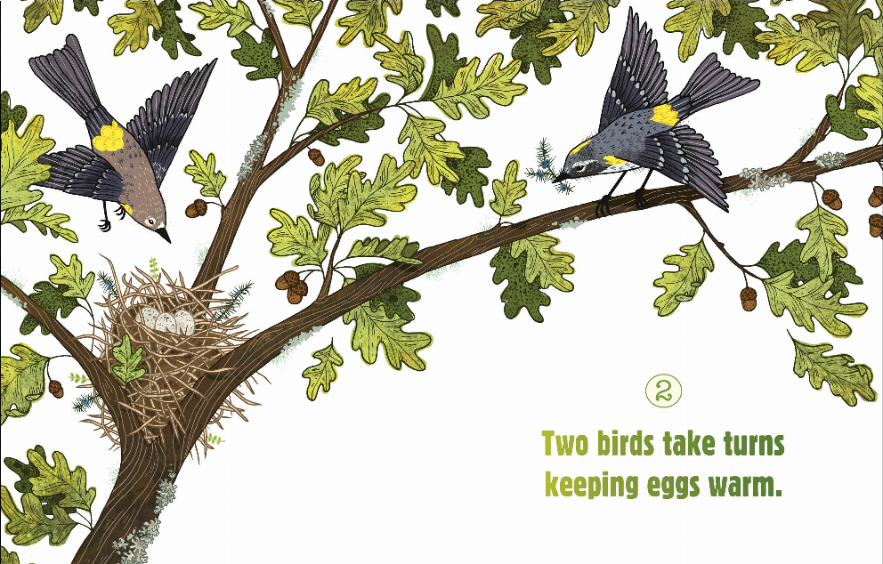 Counting on Birds