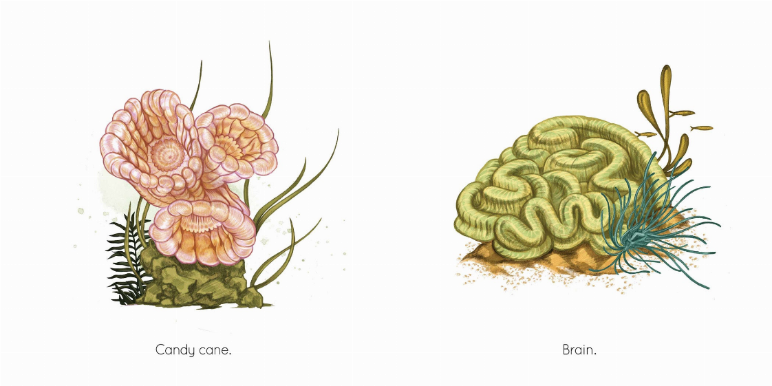 Coral