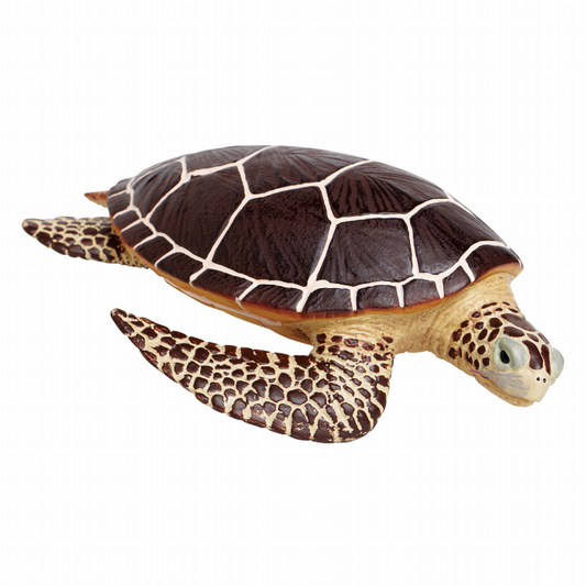 Sea Turtle