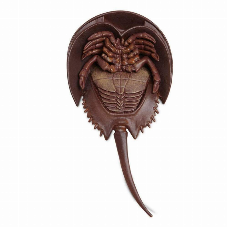 Horseshoe Crab