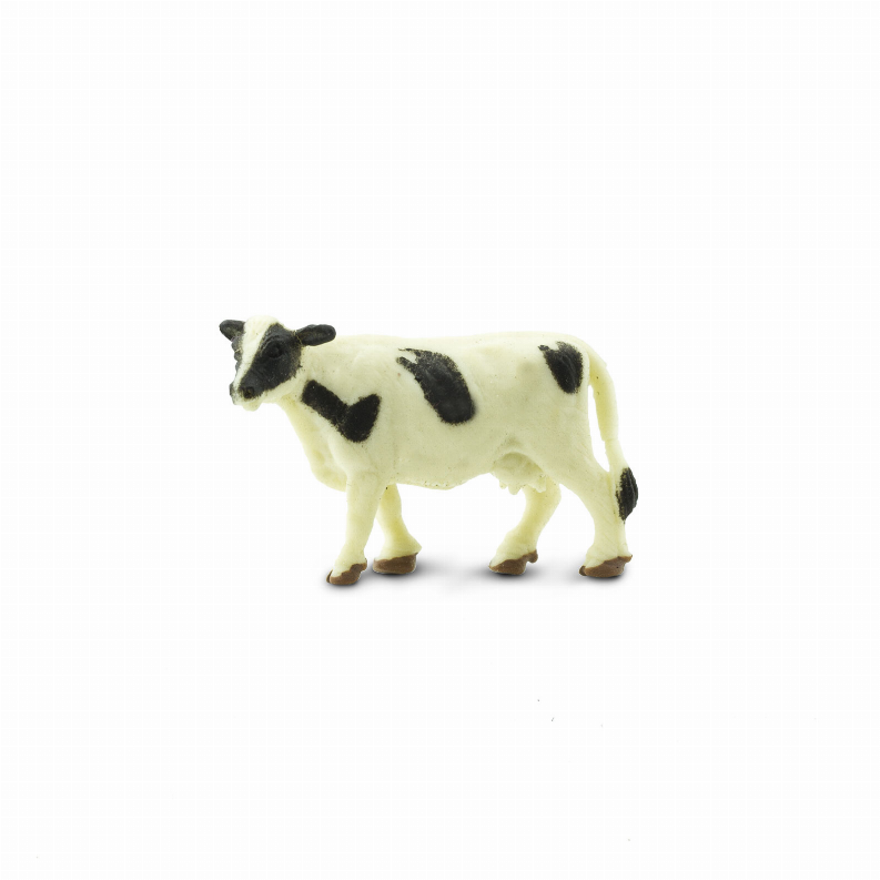 Holstein Cows