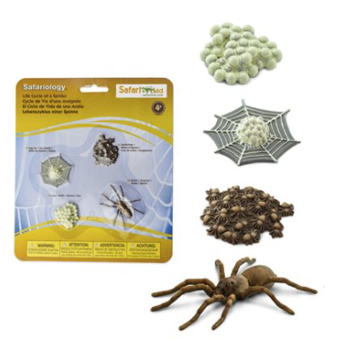 Life Cycle Of A Spider Figurine